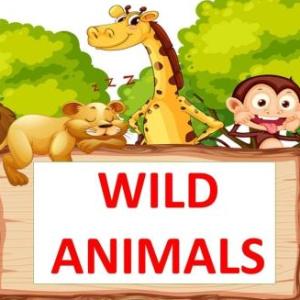 Let's learn Wild Animals