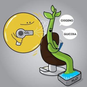 ELEMENTOS DE LA FOTOSÍNTESIS