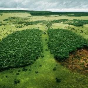 Deforestation