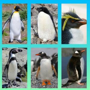 pinguino marianista