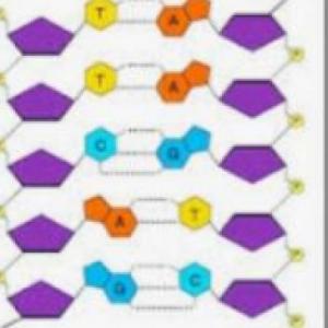 Características del ADN