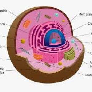 Partes de la célula eucariota