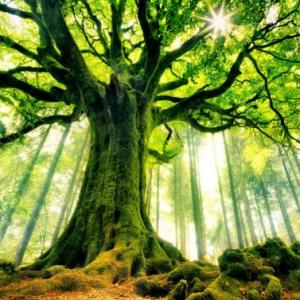 El Bosque Magico