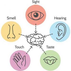 Sense organs