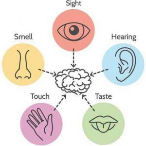 Sense organs 