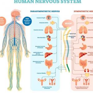 Sistema Nervioso y Endocrino