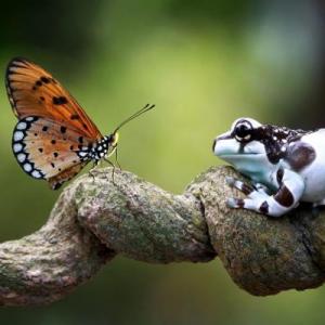 ECOSISTEMAS