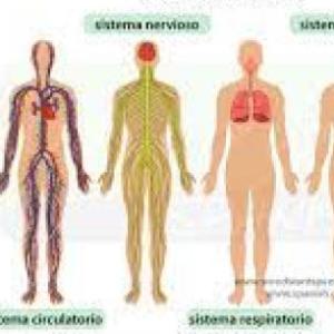 SISTEMAS DEL SER HUMANO