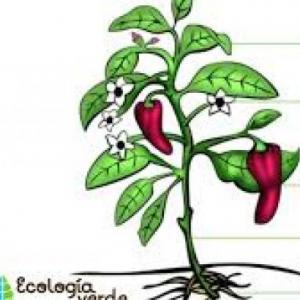 PARTES DE LA PLANTA