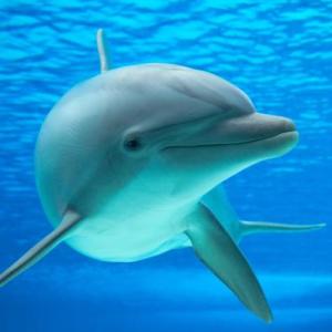 delfines
