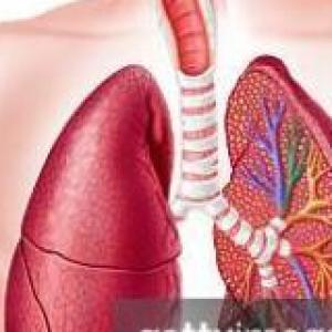 Sistema respiratorio