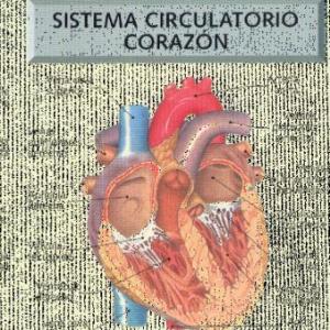 sistema circulatorio