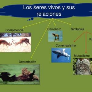 TIPOS DE RELACIONES ENTRE LOS SERES VIVOS