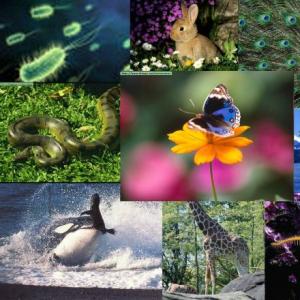 ACTIVIDADES DE INICIO: SERES VIVOS Y MEDIO AMBIENTE