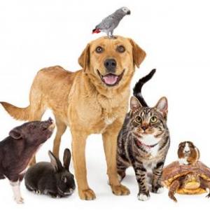 Memorizando junto a animales