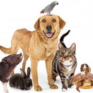 Learning from animals