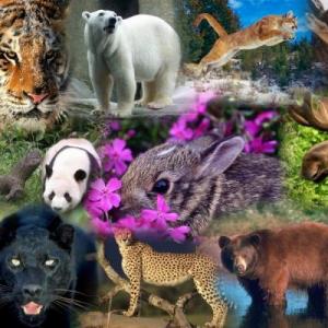 Juego de parejas: Animales terrestres