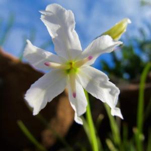 Flora costera de la IV Región y algunas de sus amenazas
