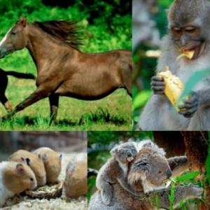 Animales herbívoros