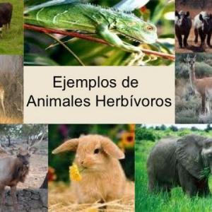 Animales herbívoros