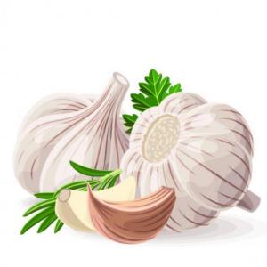Características del ajo