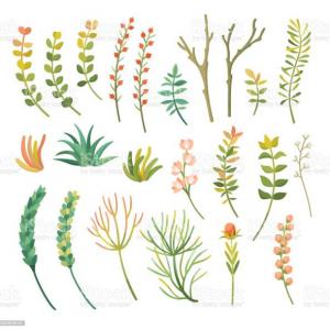 Clasificación de las plantas