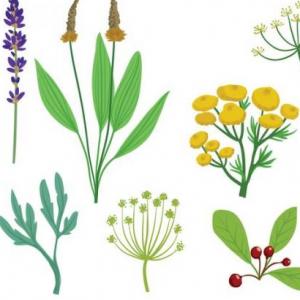 Plantas medicinales de uso cosmético