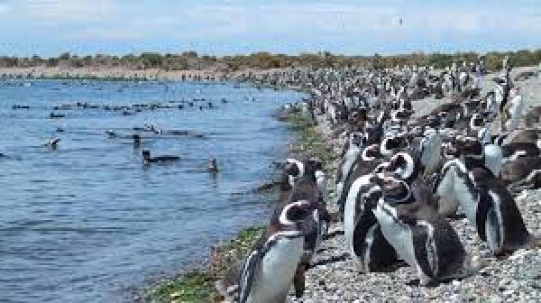 ANIMALES DE LA SUPERFICIE DEL MAR