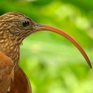 TEORÍAS EVOLUTIVAS