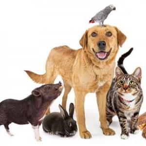 ¿CONOCES A LOS ANIMALES?