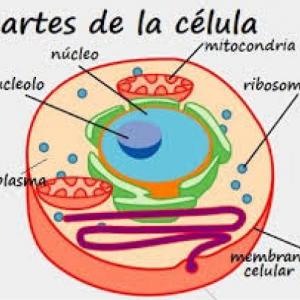 Jugando con la Biologia.