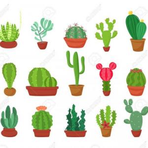 ¿Cuánto conoces de los cactus?