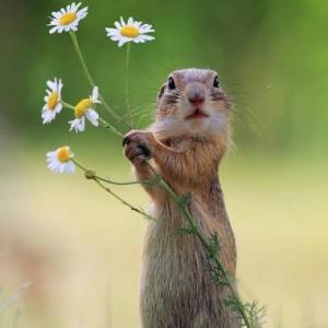 los animales