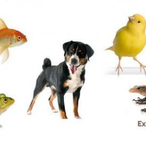 VERTEBRATES