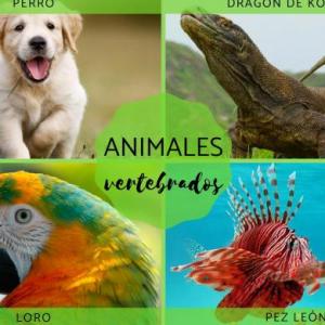 Vertebrates - OCA