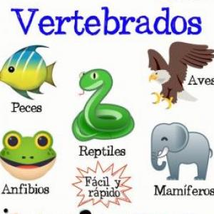 VERTEBRATES