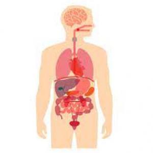 cuerpo humano 