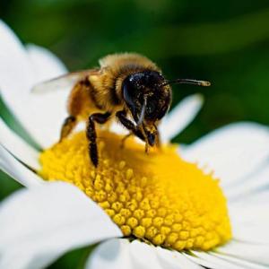 Imagen de portada del videojuego educativo: LAS ABEJAS , de la temática Biología