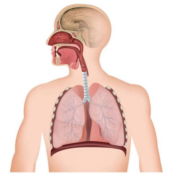 Sistema respiratorio