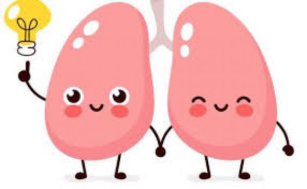 Sistema respiratorio