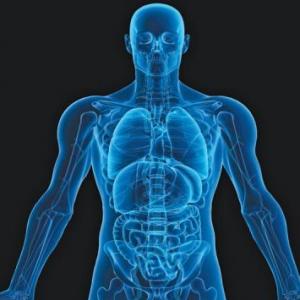 El Cuerpo Humano
