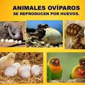 Animales ovíparos