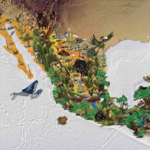 Especies Endémicas de México