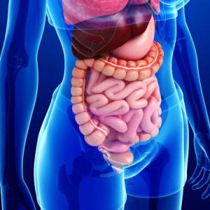SISTEMAS DEL CUERPO HUMANO