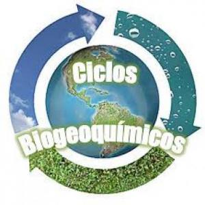 Los ciclos biogeoquímicos