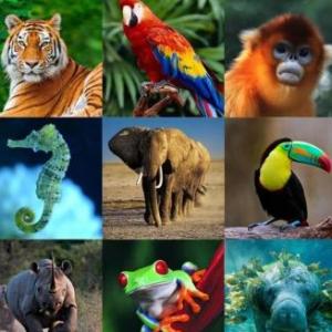 DESPLAZAMIENTO DE ANIMALES