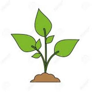 Planta