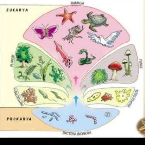 Imagen de portada del videojuego educativo: Reinos biológicos , de la temática Ciencias