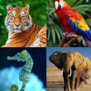 Imagen de portada del videojuego educativo: ANIMALES DESPLAZANDOSE, de la temática Medio ambiente
