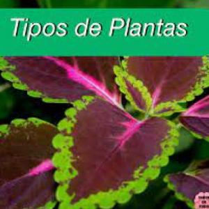 Tipos de plantas